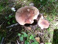 Autumn fungus